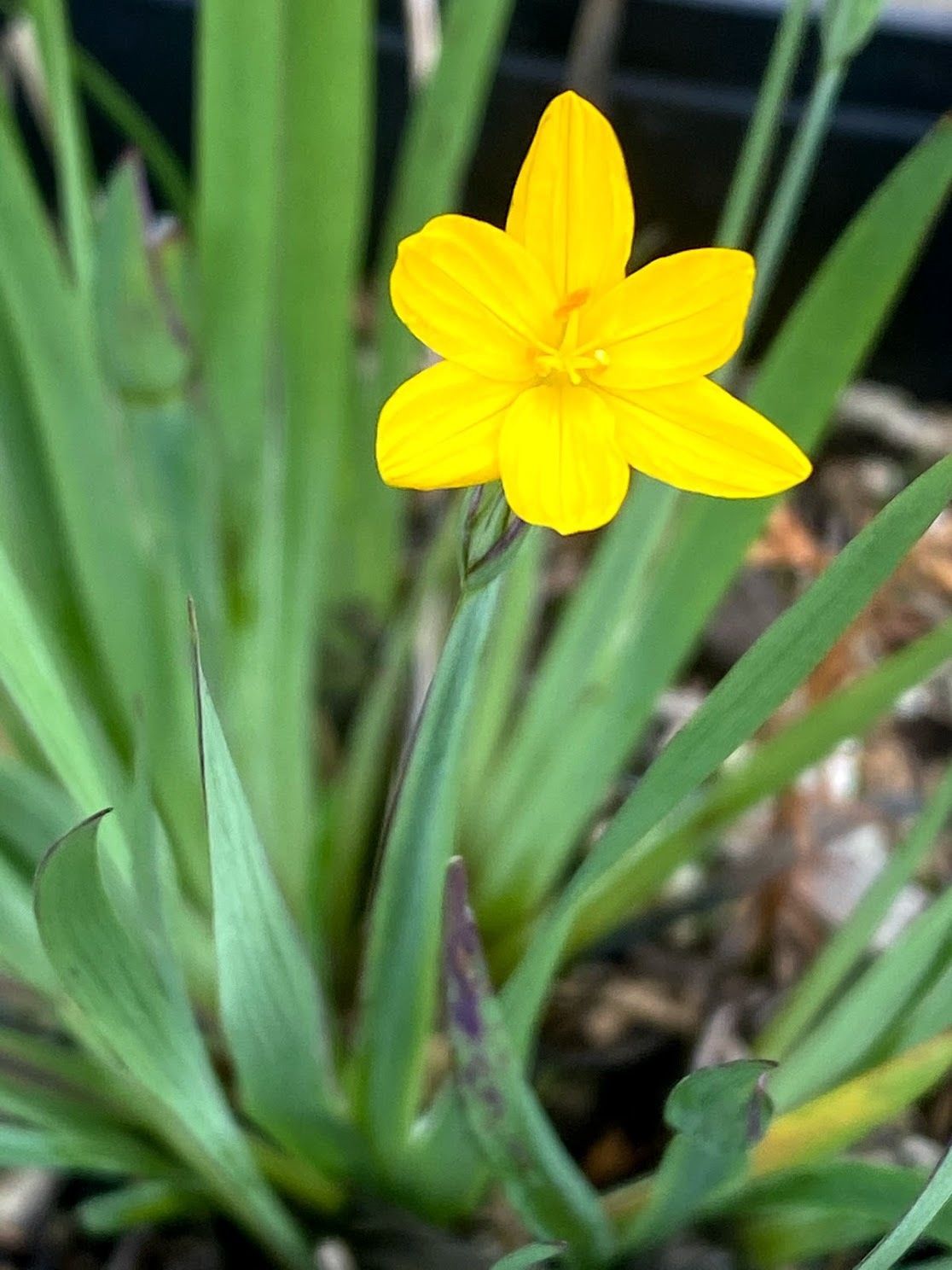 Sisyrinchium californicum - Gold or Yellow Eyed Grass
