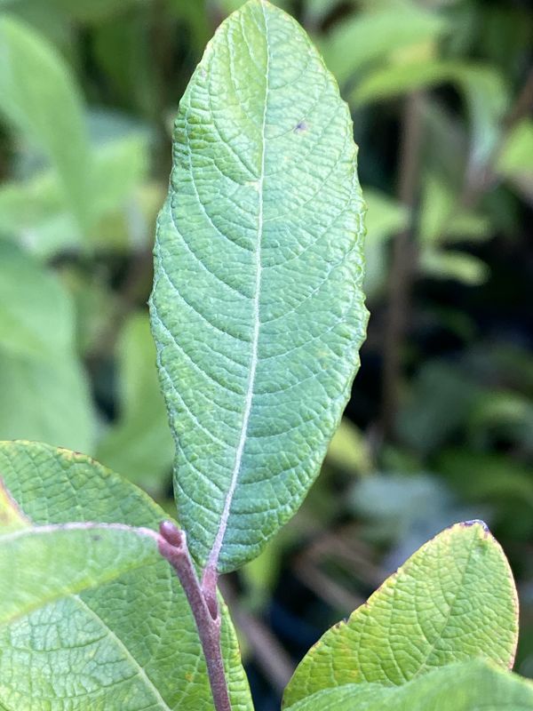 Salix hookeriana - Coastal Willow