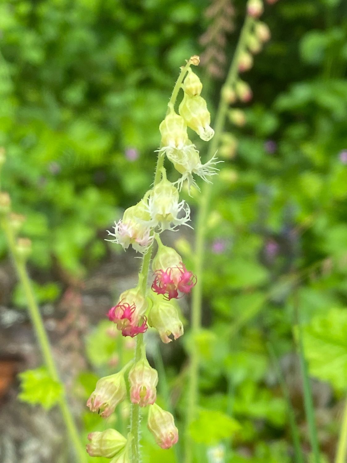 Tellima grandiflora - Fragrant Fringecup