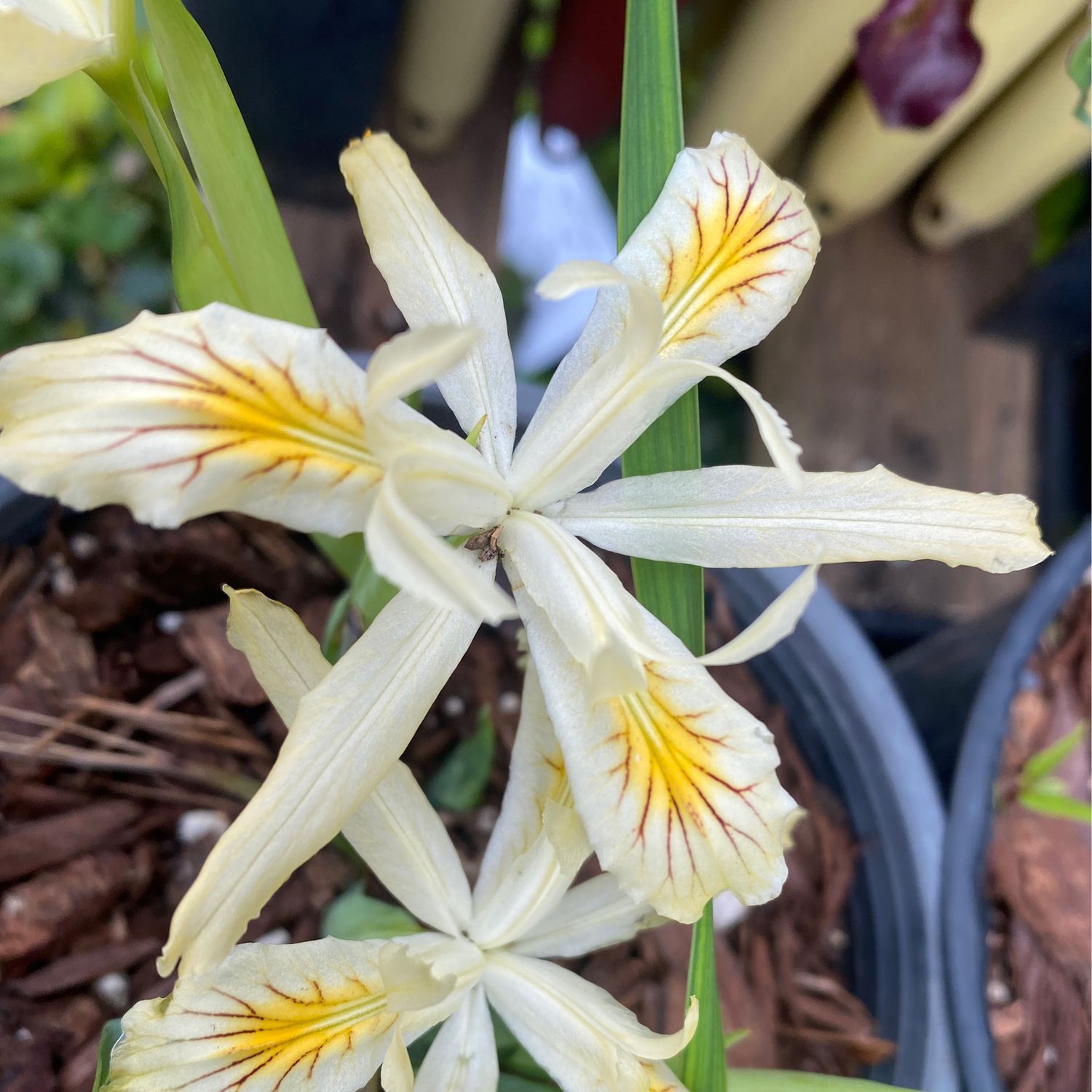 Iris chrysophylla - Yellowleaf Iris