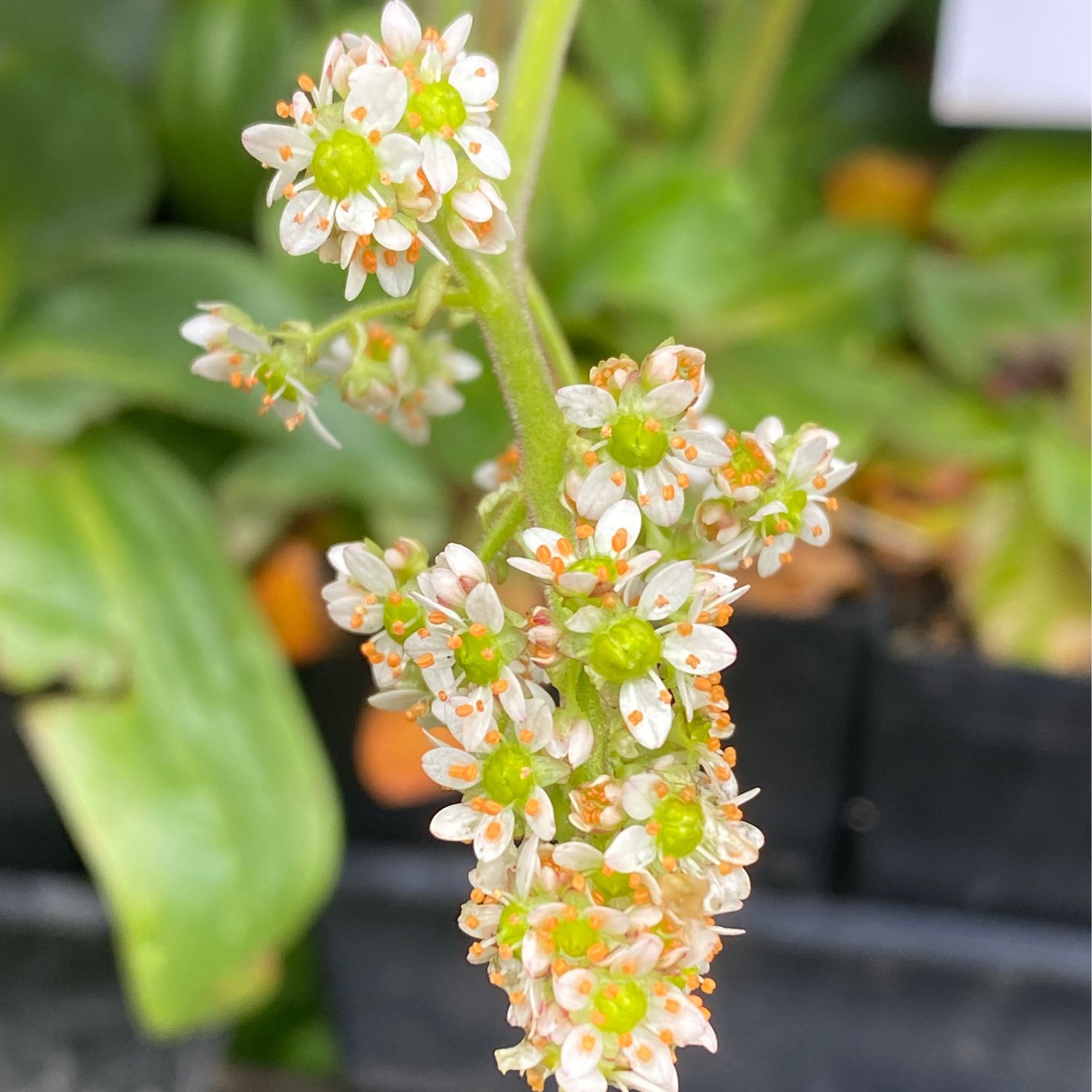 Micranthes oregana - Oregon Saxifrage