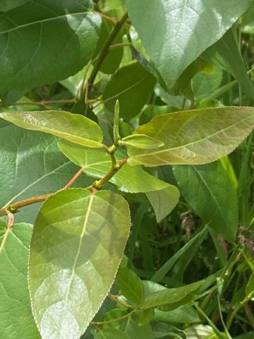 Populus balsamifera ssp. trichocarpa - Black Cottonwood
