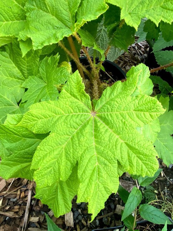 Oplopanax horridus - Devil's Club