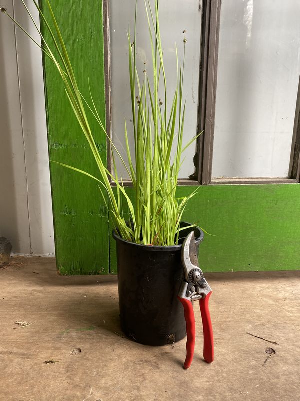 Juncus ensifolius - Daggerleaf Rush