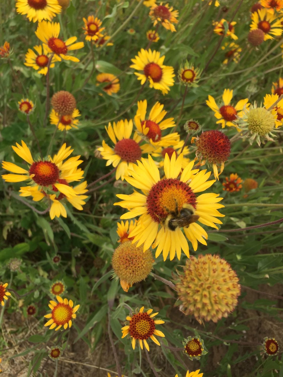 Gaillardia aristata - Blanket Flower