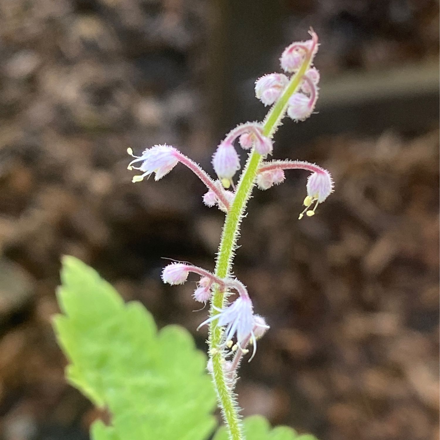 Tiarella trifoliata - Threeleaf Foamflower