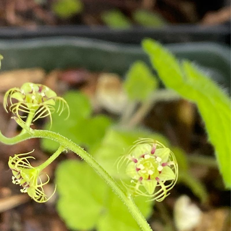 Mitellastra caulescens - Leafy Mitrewort