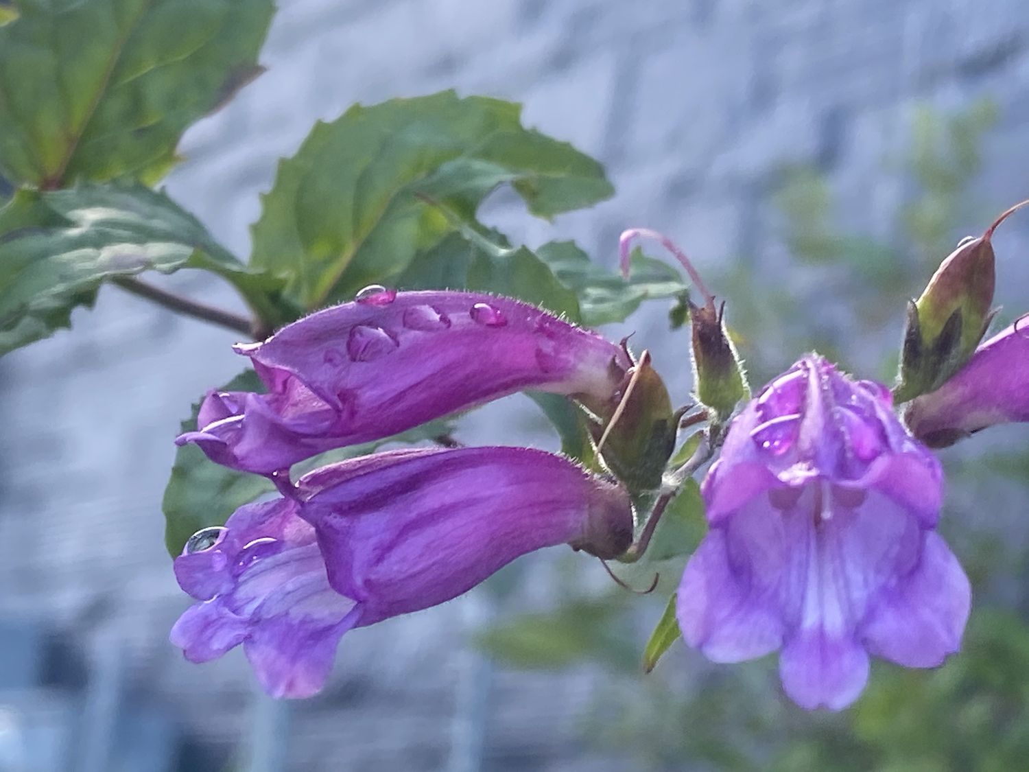 Nothochelone nemorosa - Woodland Beardtongue