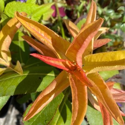 Arbutus menziesii - Pacific Madrone