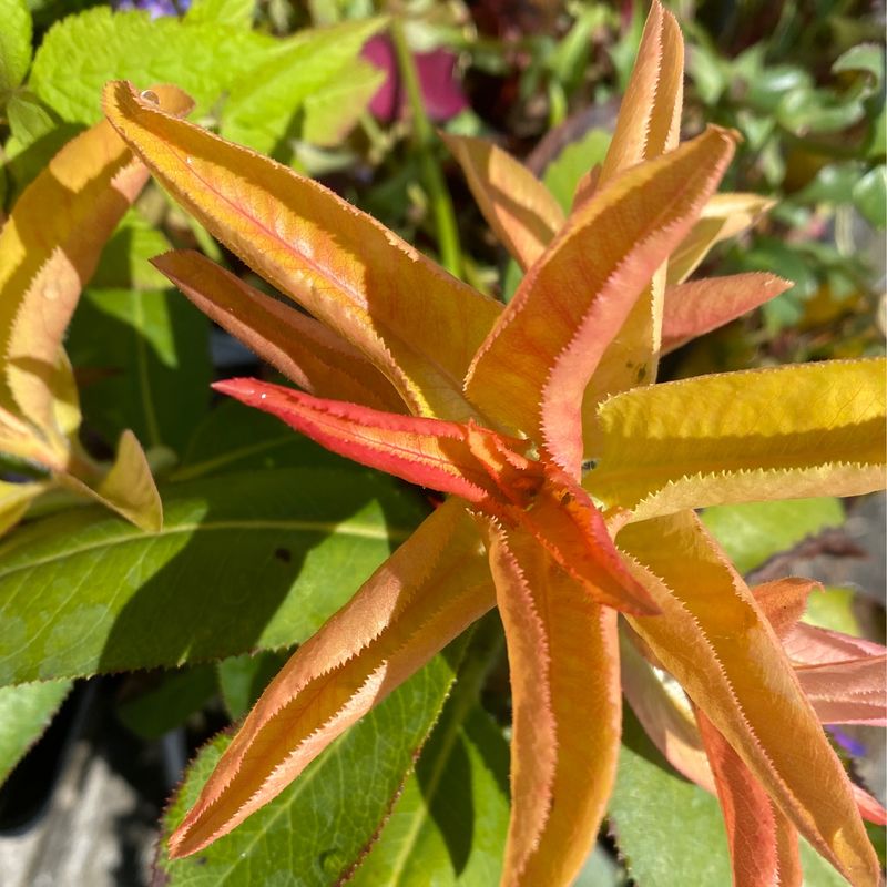 Arbutus menziesii - Pacific Madrone