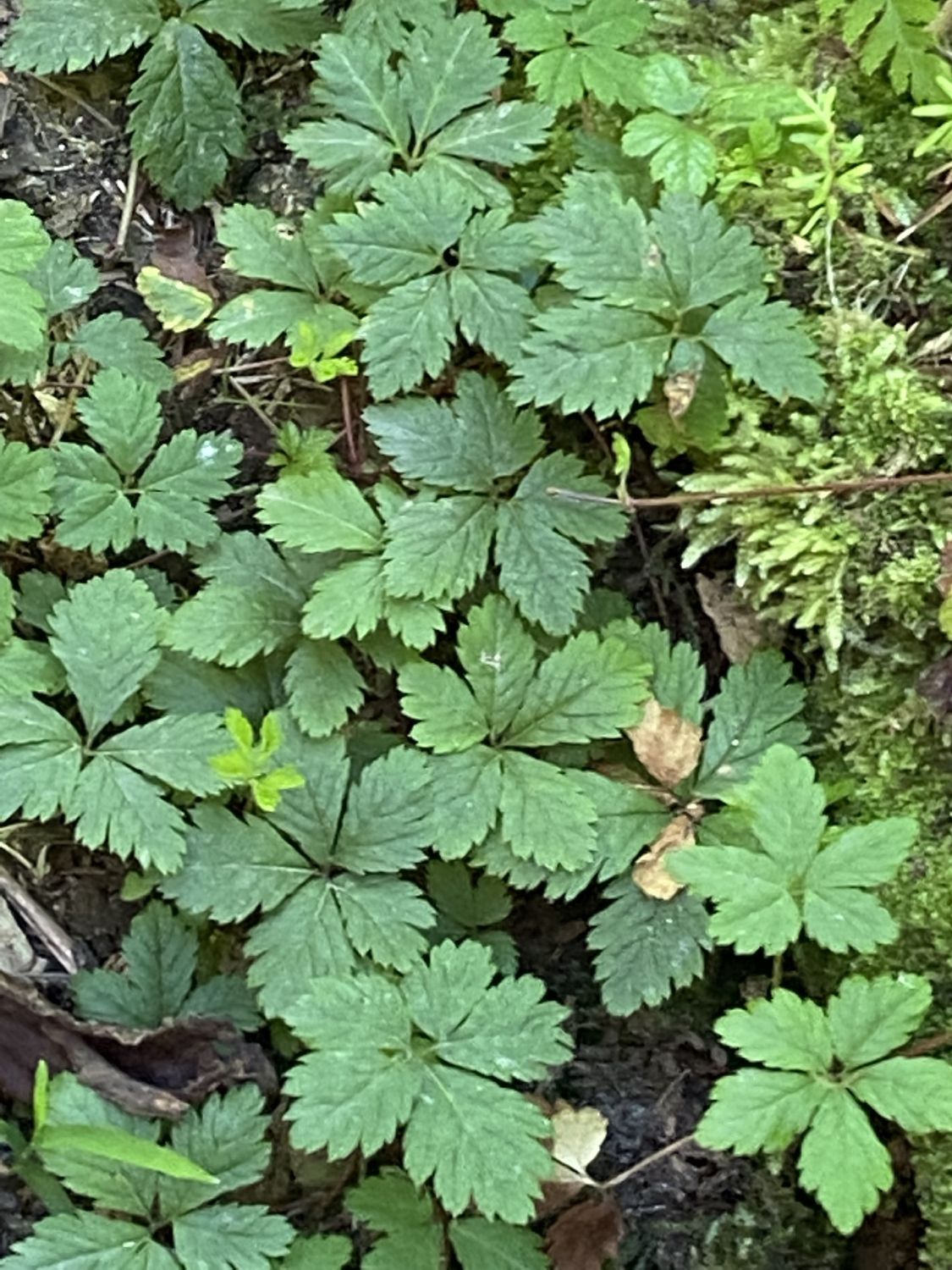 Rubus pedatus - Strawberry Leaf Raspberry