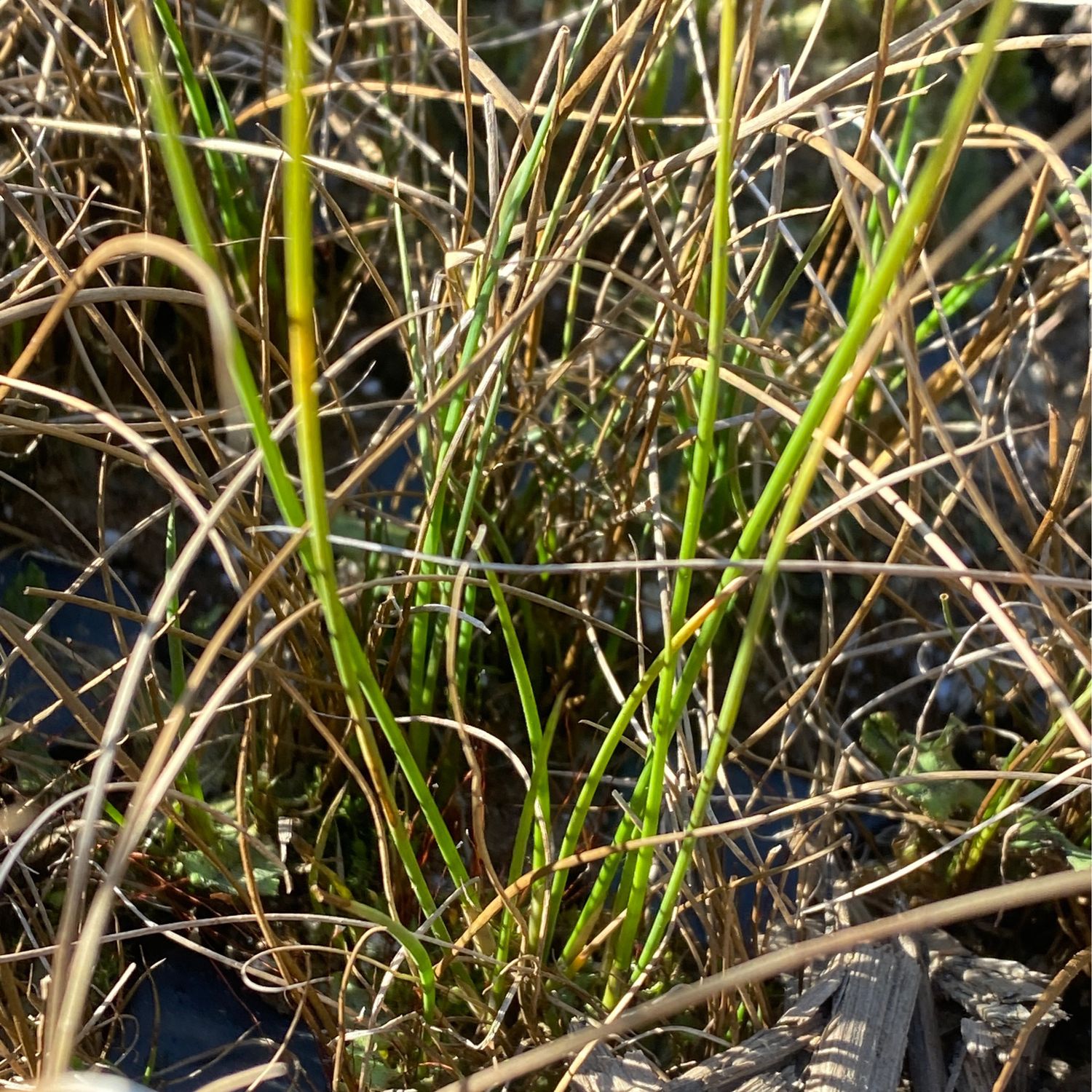Juncus acuminatus - Tapertip Rush