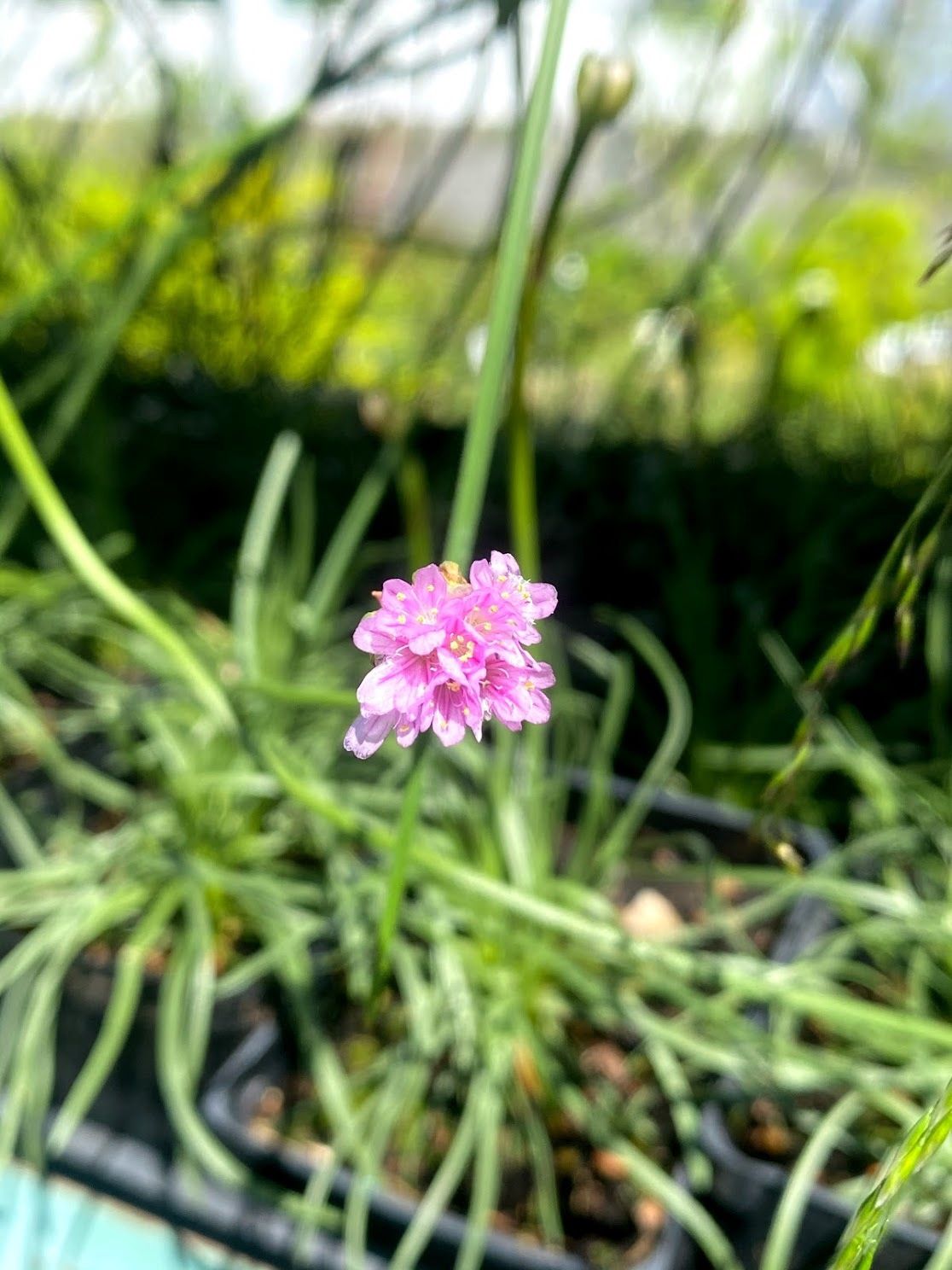 Armeria maritima - Sea Thrift Sea-pink