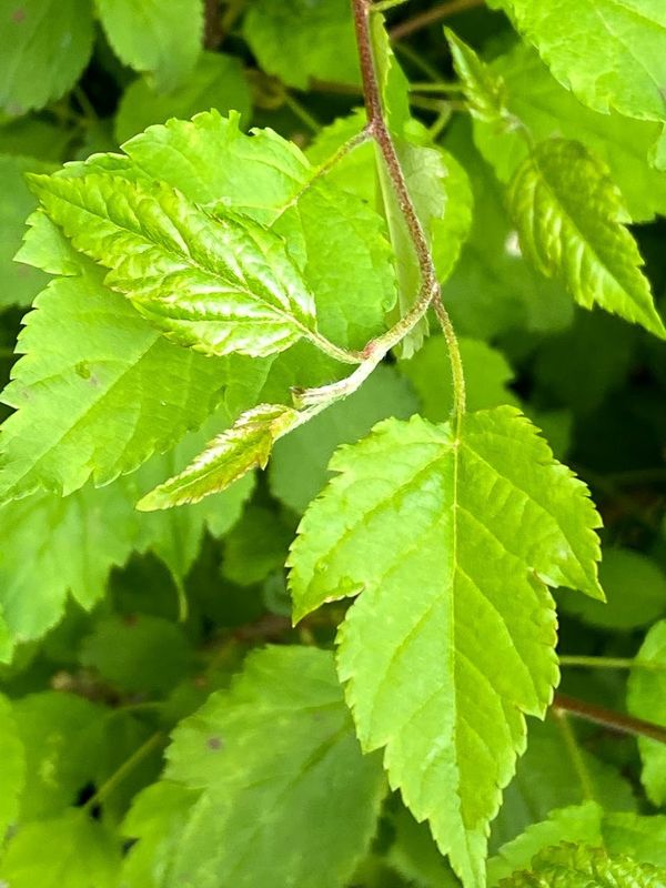 Malus fusca - Pacific Crabapple