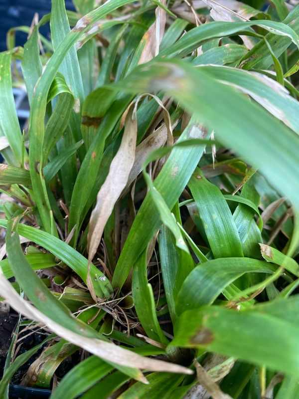 Luzula parviflora - Small-flowered Wood Rush