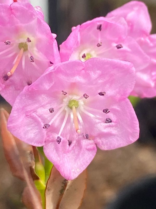 Kalmia microphylla ssp. occidentalis - Western Swamp Laurel