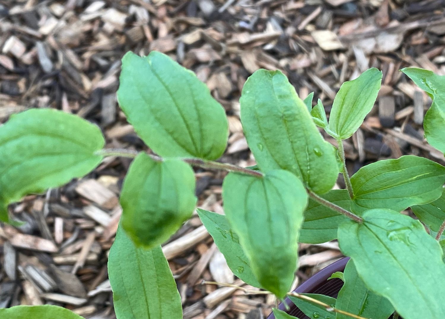 Prosartes hookeri – Fairy-bells, Hooker&#39;s Fairy-bells