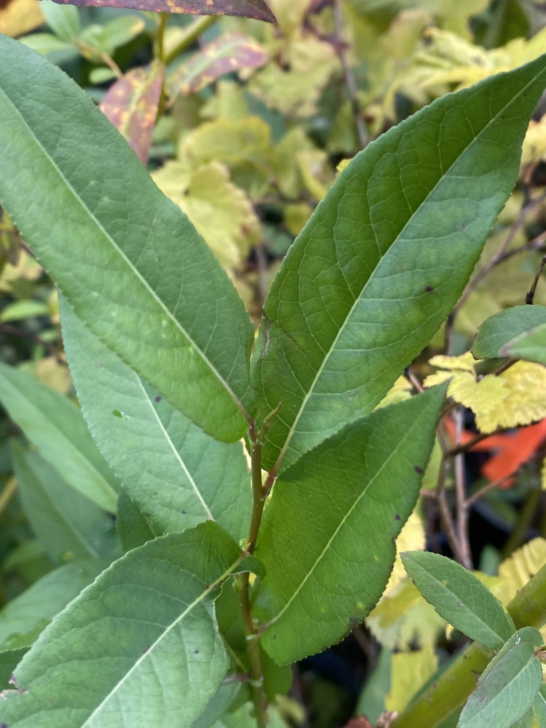 Salix lasiandra - Pacific Willow