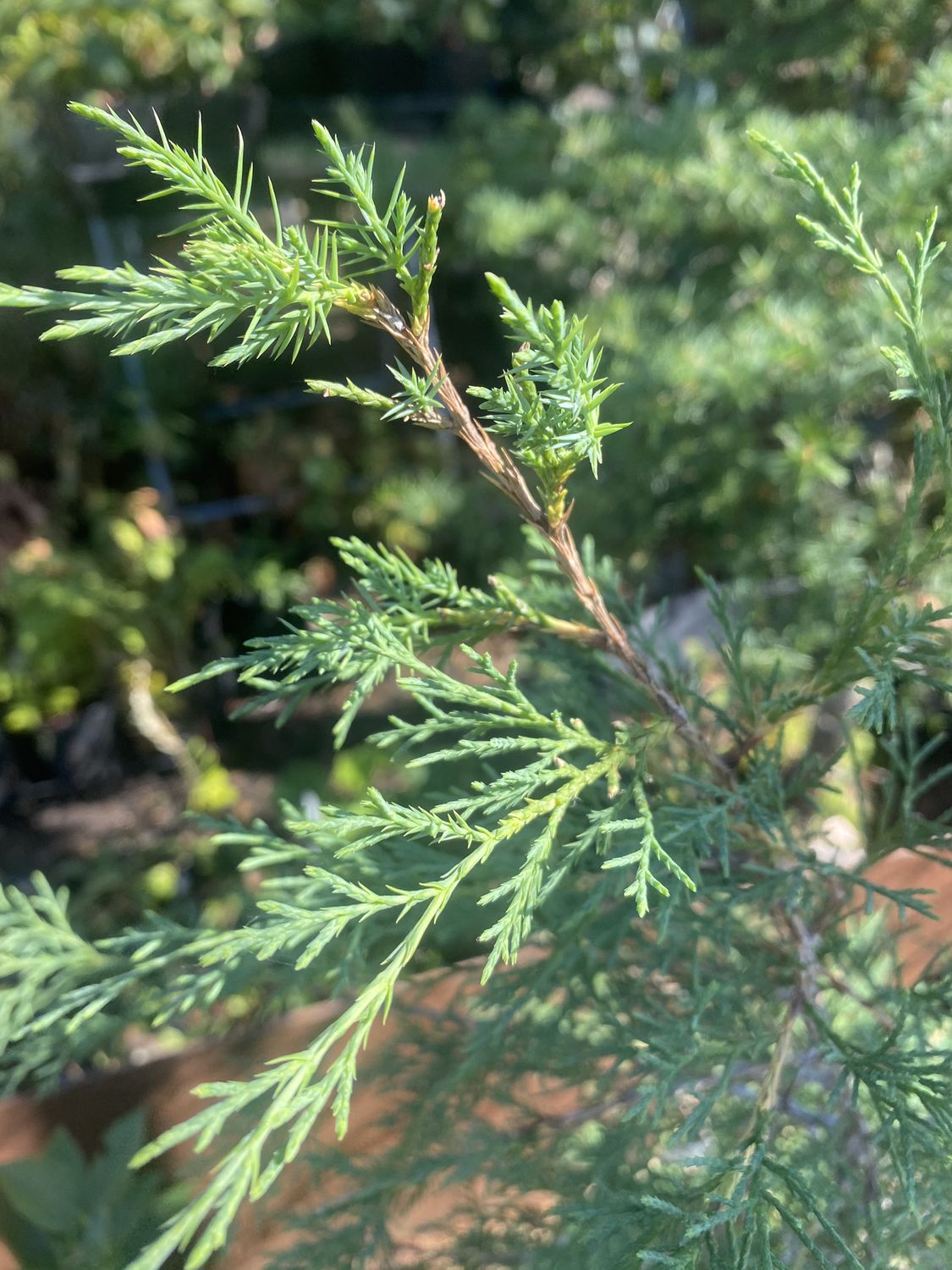 Juniperus scopulorum - Rocky Mountain Juniper