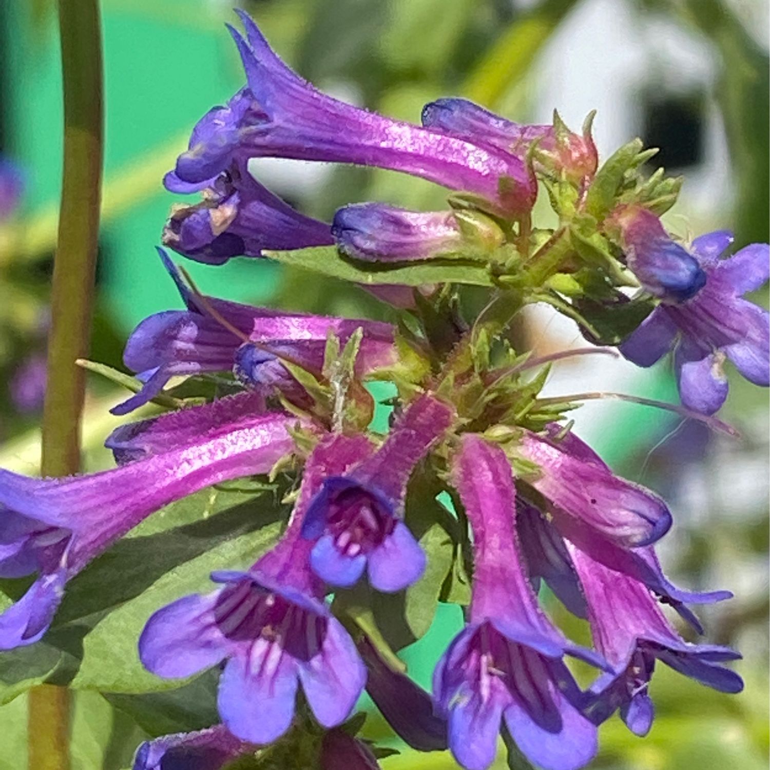 Penstemon pruinosus - Chelan Penstemon