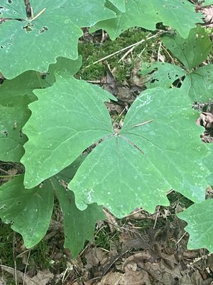 Achlys triphylla - Vanilla Leaf