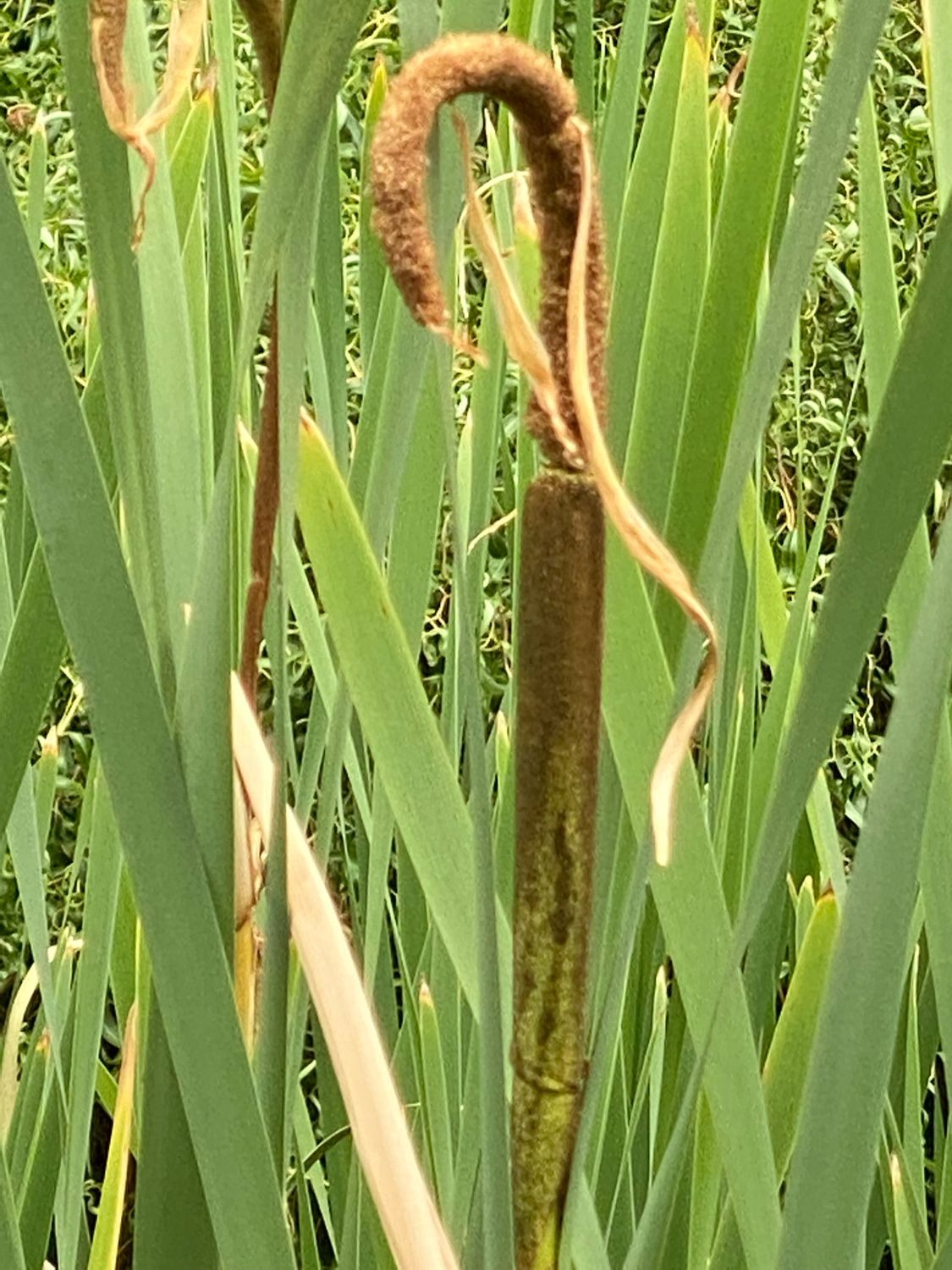 Typha latifolia - Common Cattail