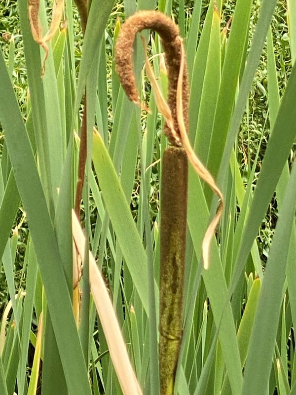 Typha latifolia - Common Cattail