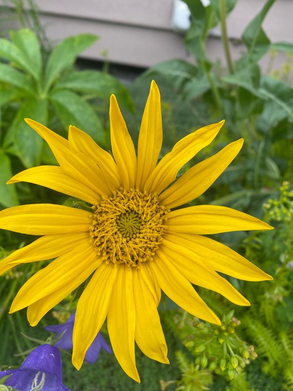 Balsamorhiza deltoidea - Puget Balsamroot