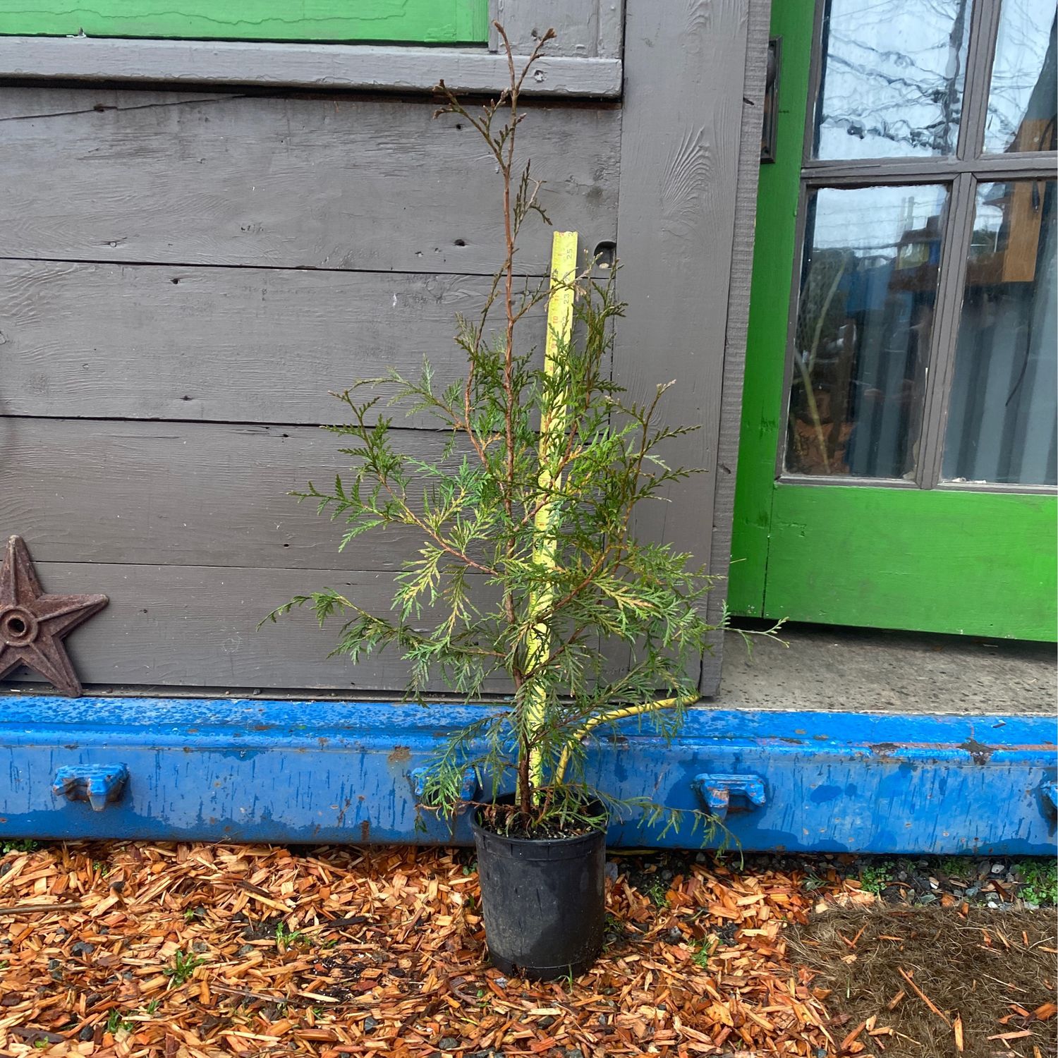 Thuja plicata - Western Red Cedar