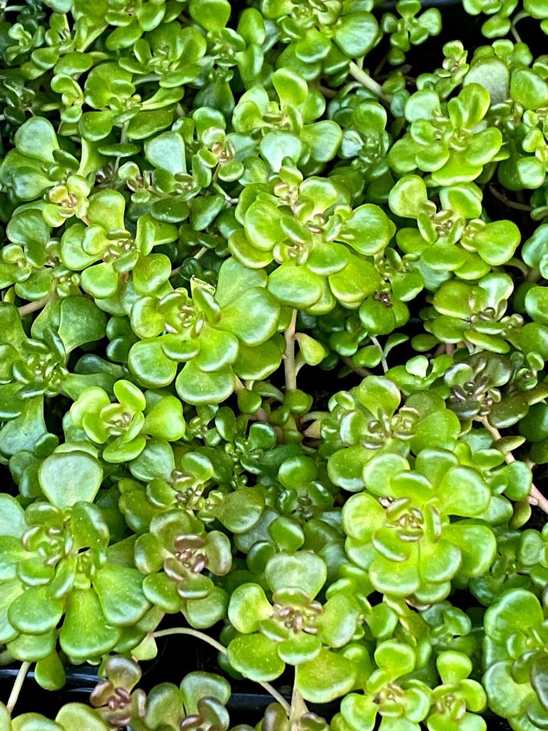 Sedum oreganum - Oregon Stonecrop