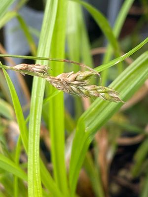Carex deweyana - Dewey&#39;s Sedge
