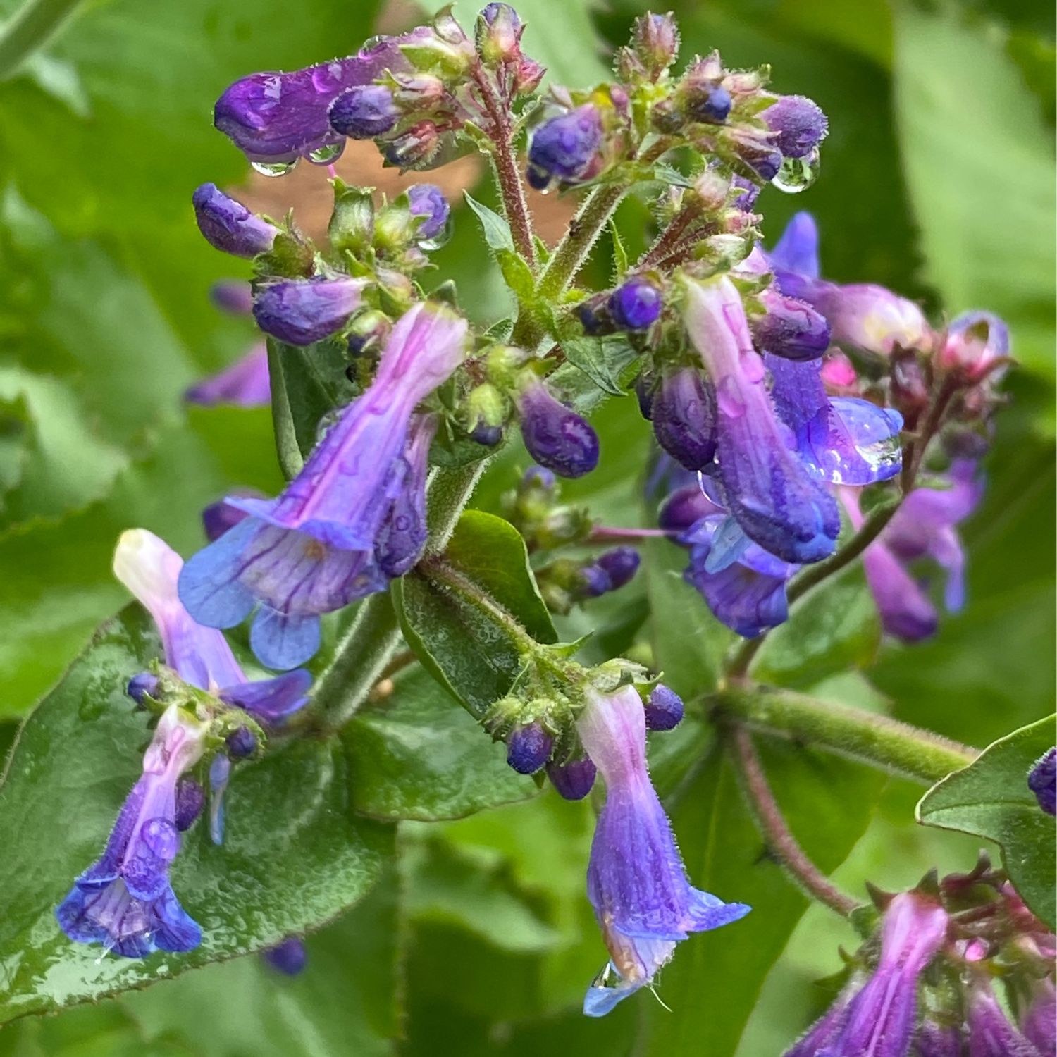 Penstemon ovatus - Broadleaf Penstemon