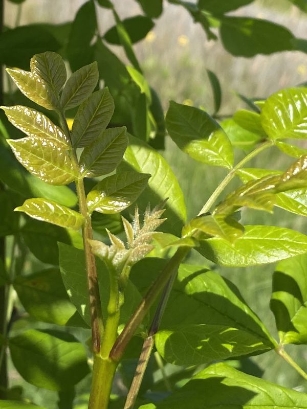 Fraxinus latifolia - Oregon Ash