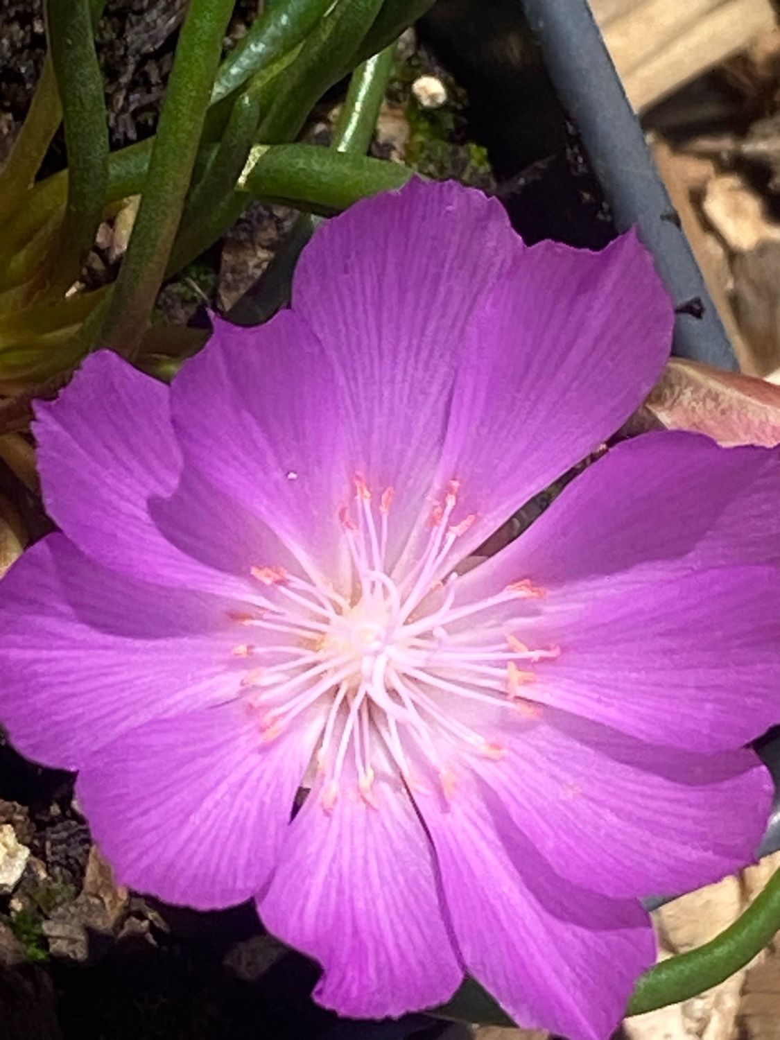 Lewisia rediviva - Bitterroot