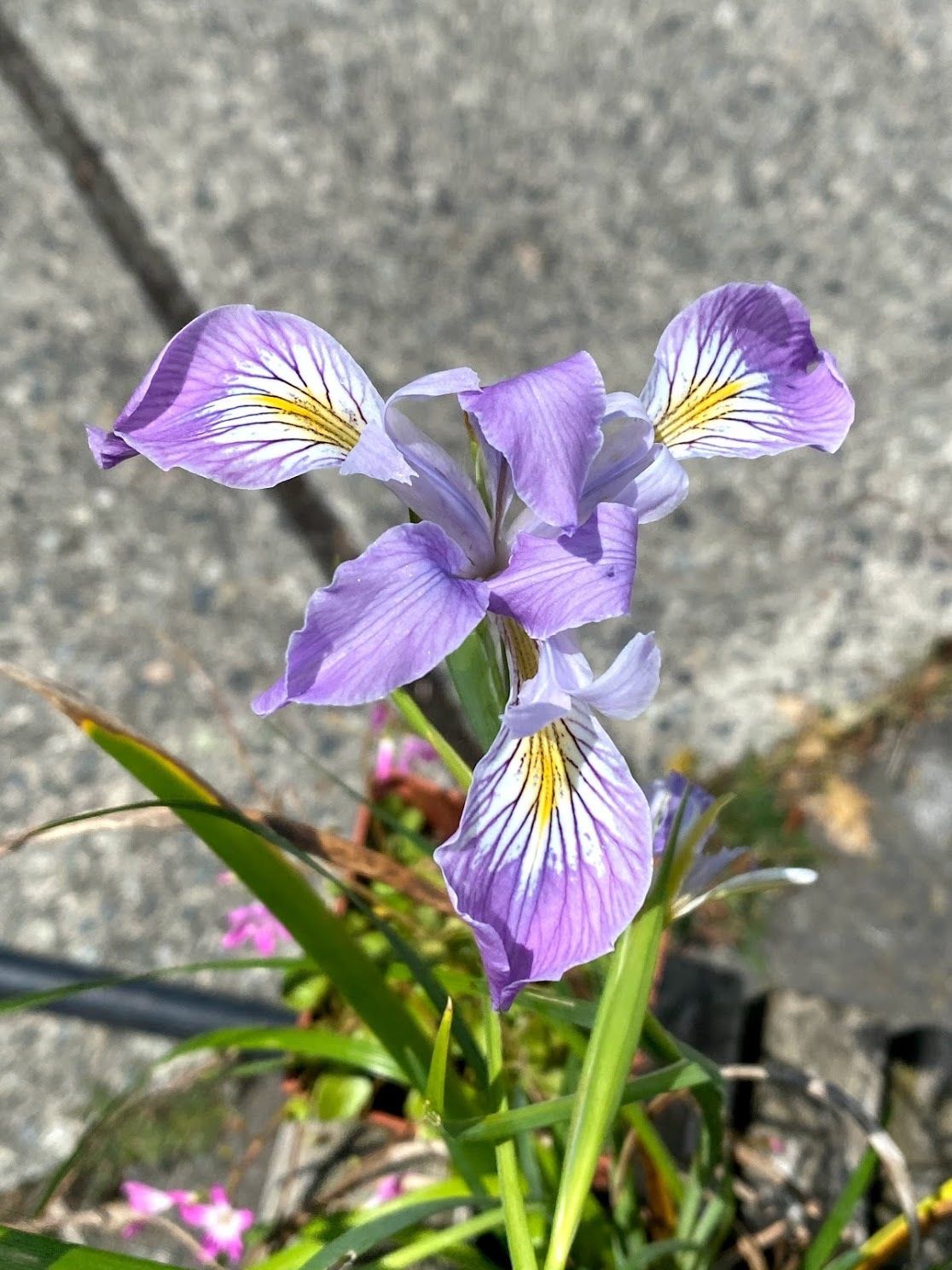 Iris tenax - Toughleaf Iris