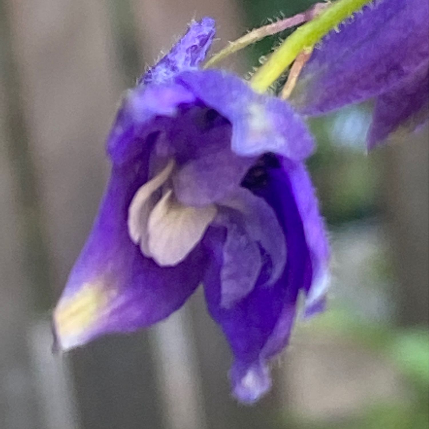 Delphinium trolliifolium - Columbian Larkspur