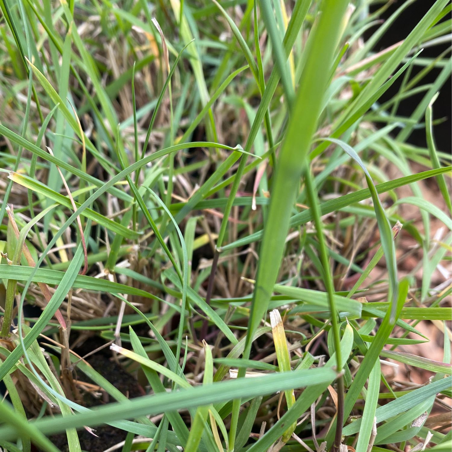 Elymus glaucus - Blue Wild Rye
