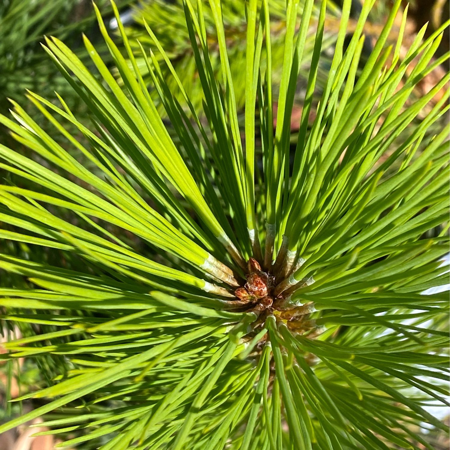 Pinus ponderosa - Ponderosa Pine