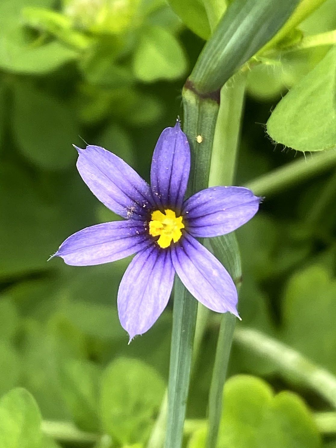 Sisyrinchium idahoense - Idaho Blue-Eyed Grass