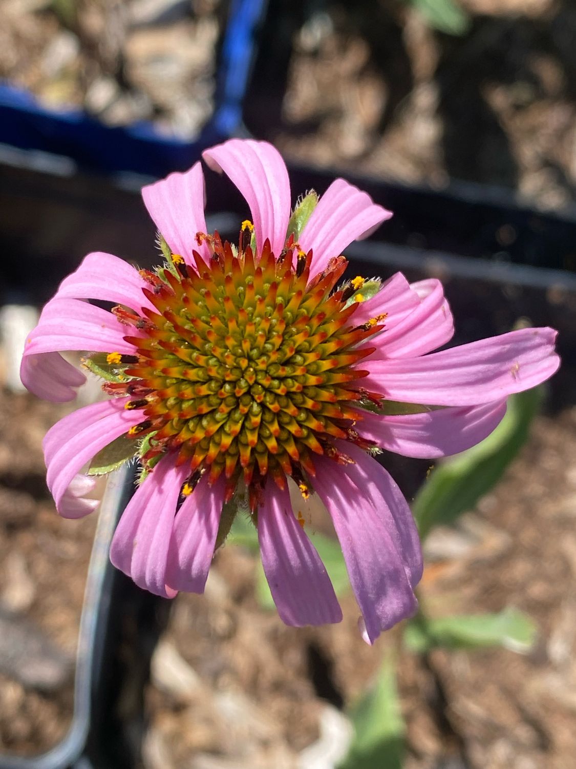 Echinacea angustifolia - Narrow-leaved Coneflower