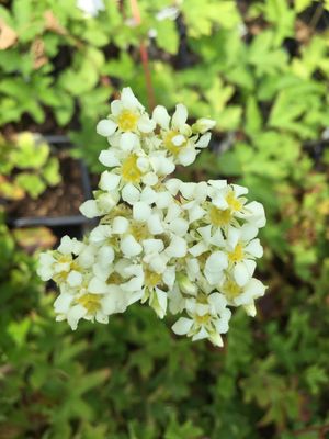 Boykinia major- Large Boykinia