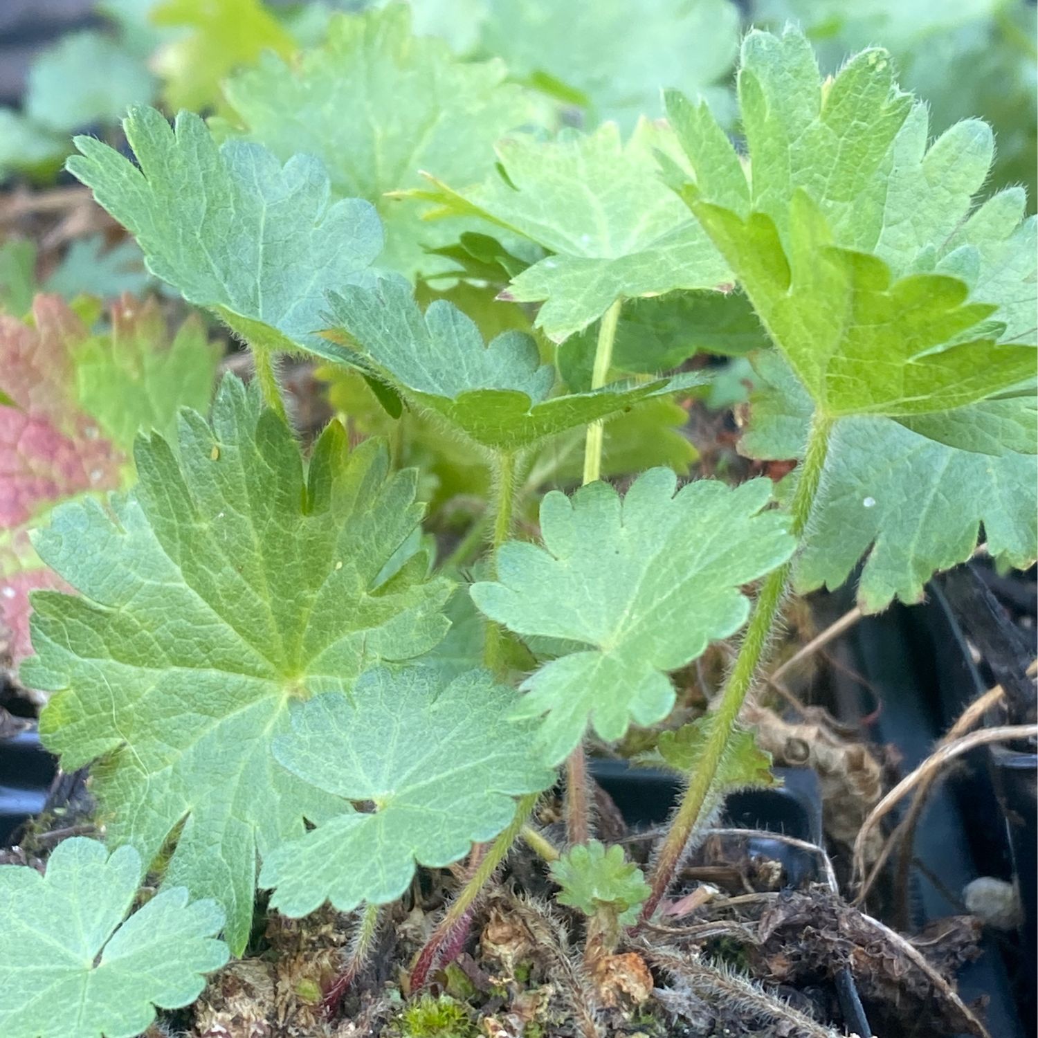 Sidalcea malviflora - Prairie or Dwarf Checker Mallow