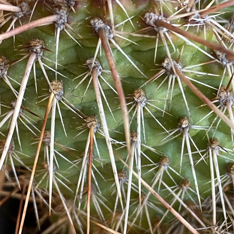 Opuntia columbiana - Columbia Prickly-pear