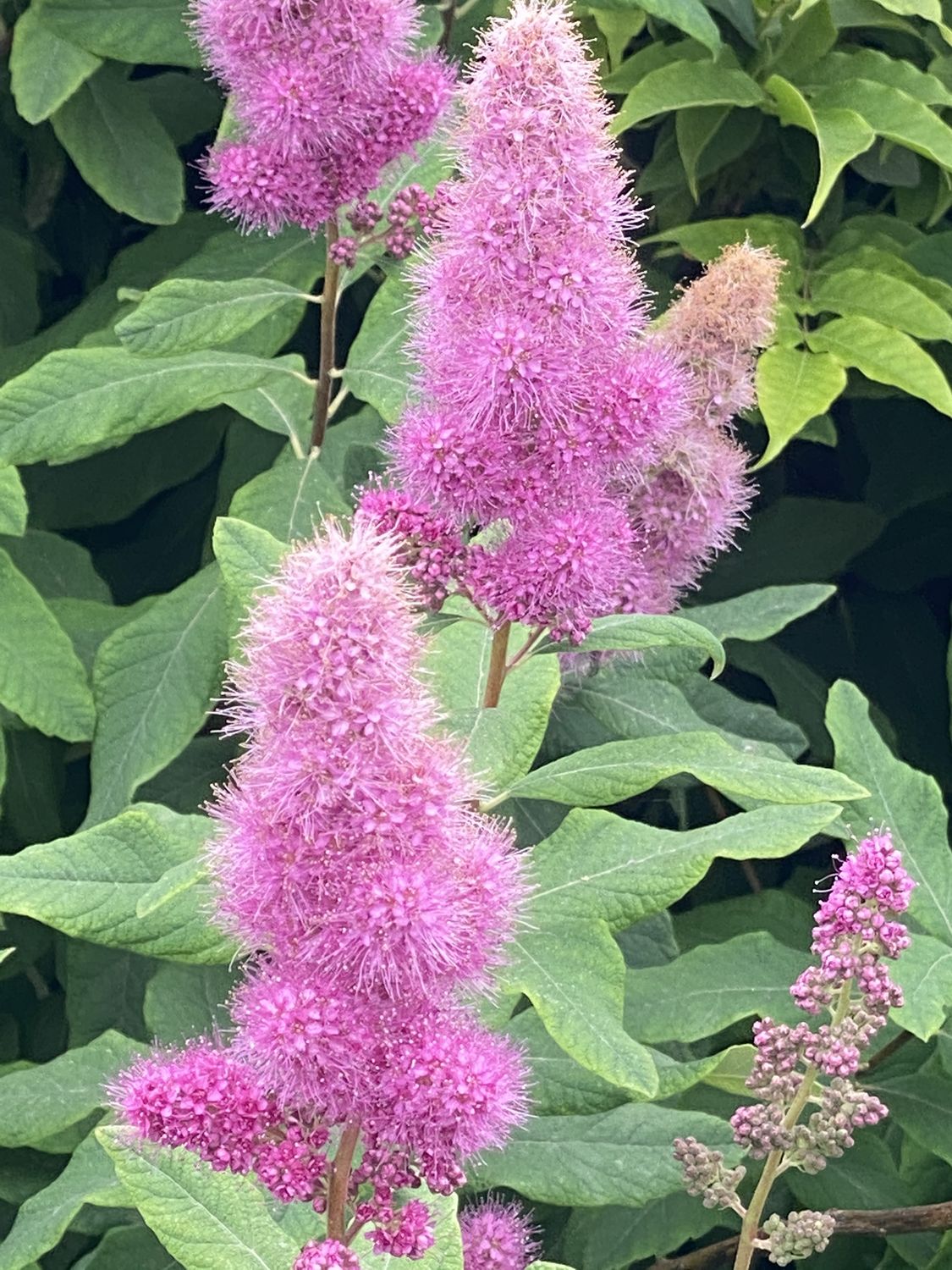 Spiraea douglasii - Hardhack, Douglas&#39;s Spiraea