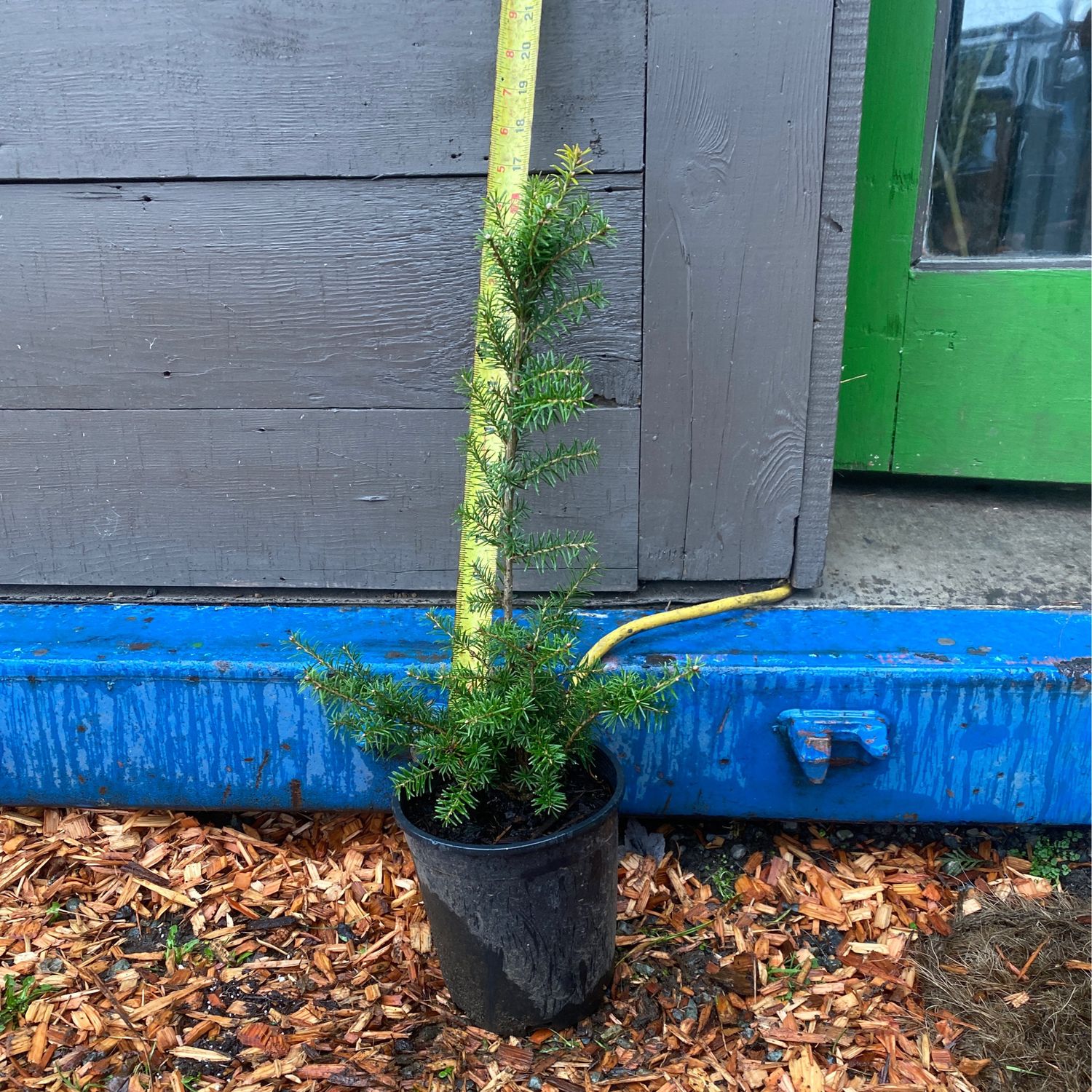 Tsuga mertensiana - Mountain Hemlock