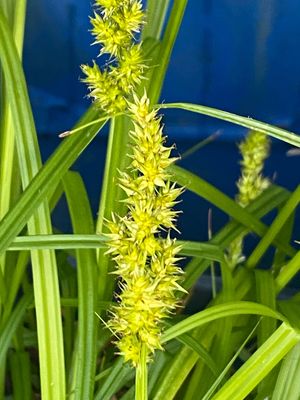 Carex stipata - Awlfruit Sedge, Sawbeak Sedge