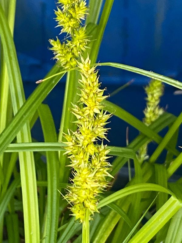 Carex stipata - Awlfruit Sedge, Sawbeak Sedge