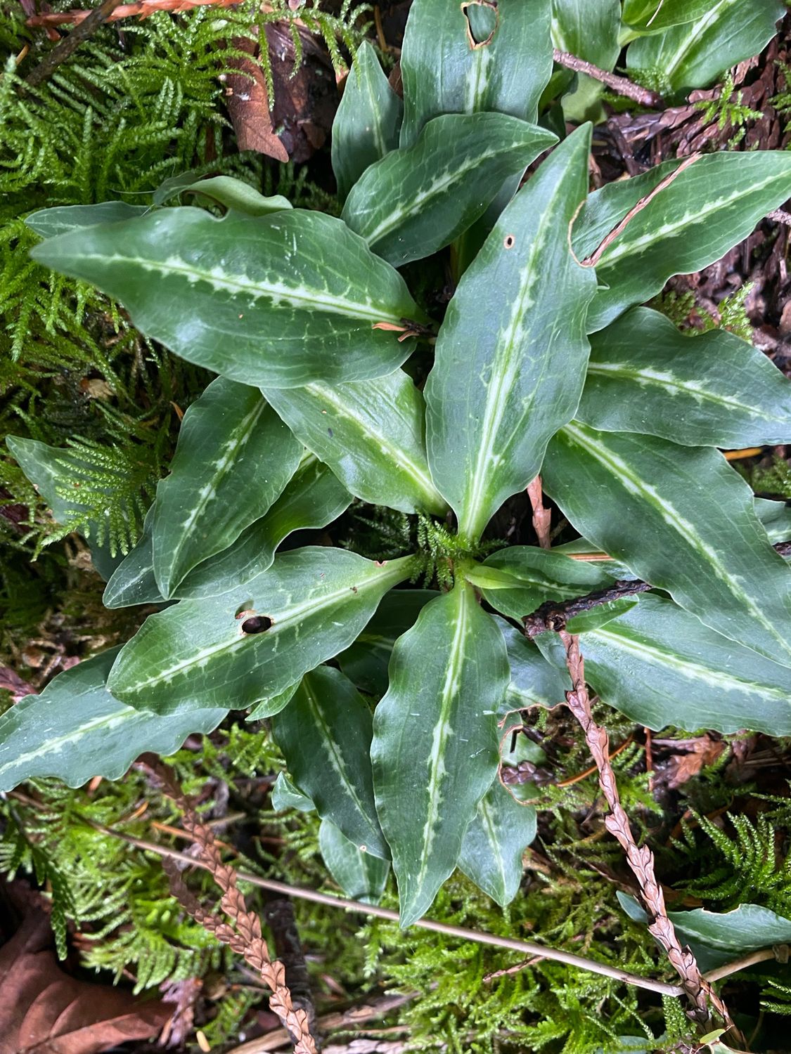 Goodyera oblongifolia - Rattlesnake Plantain