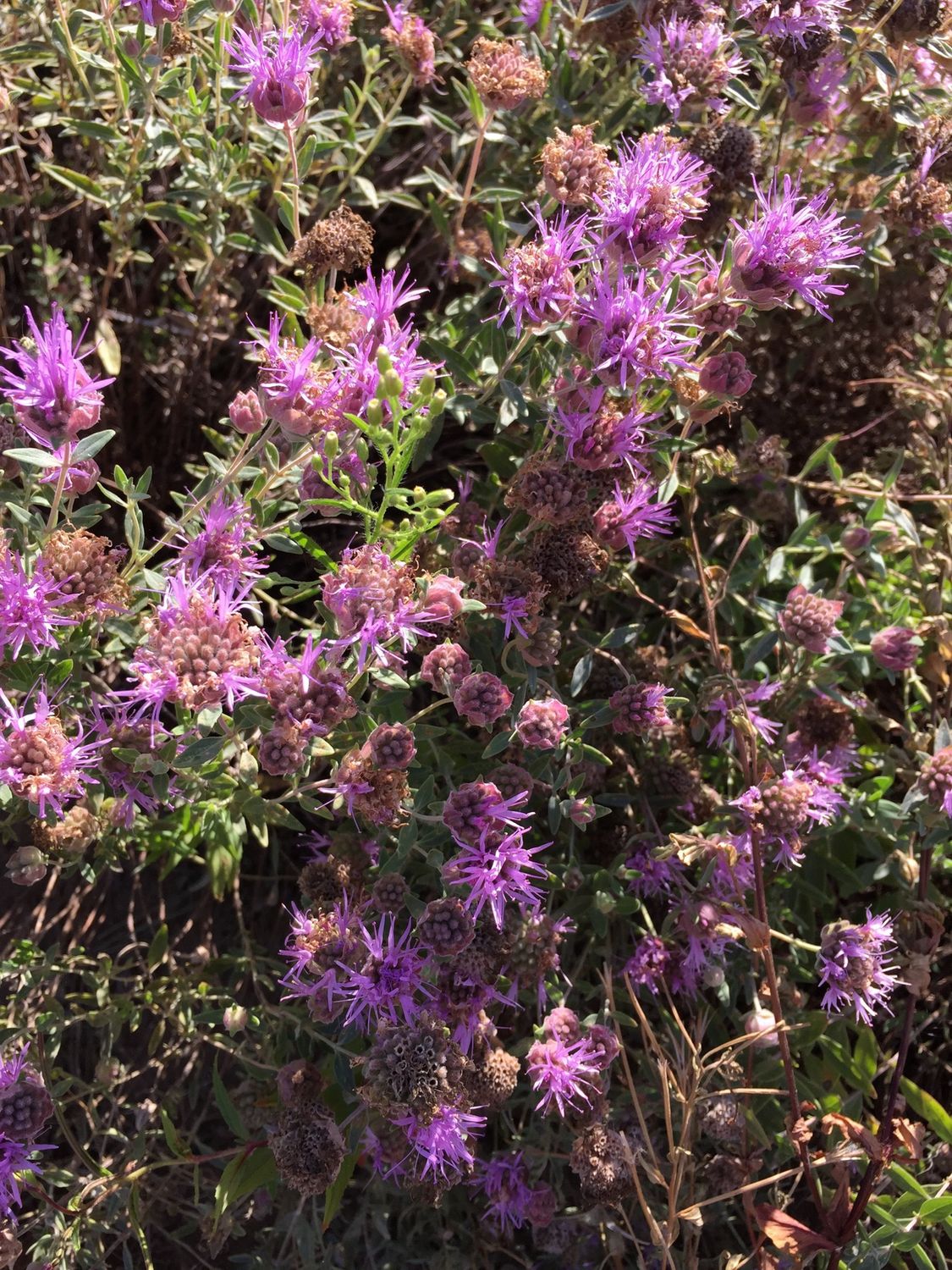 Monardella odoratissma - Mountain Monardella