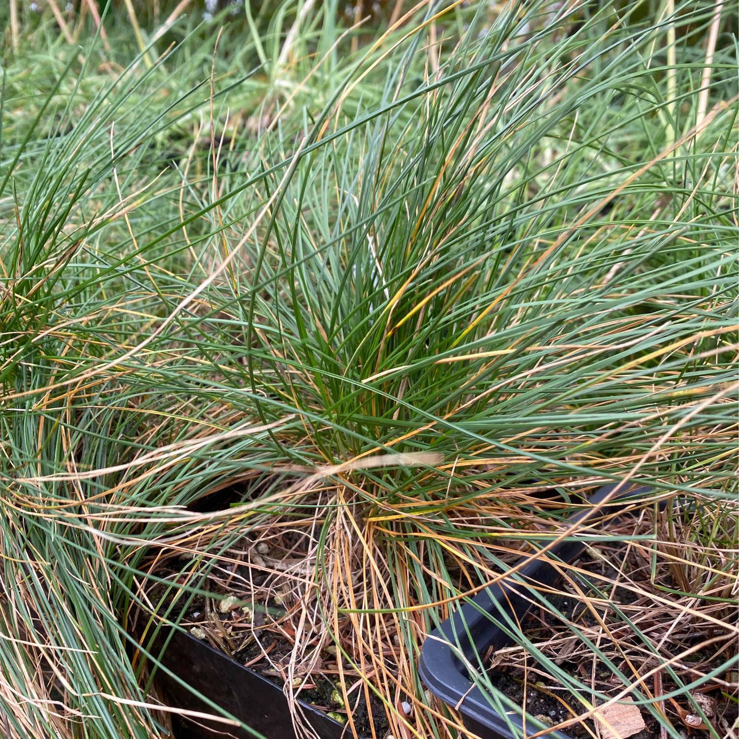 Festuca idahoensis - Idaho Fescue
